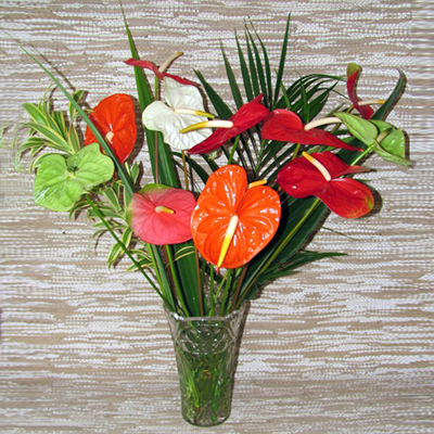 Marsdan Tropical Anthurium Bouquet Gift Boxes MT08