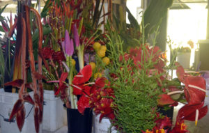 variety of tropical flowers at Marsdan Tropicals of Hawaii